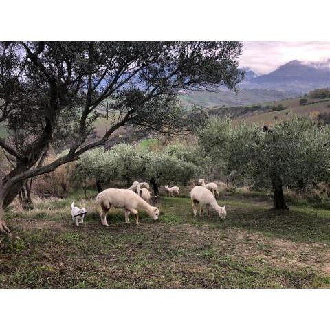 Alpacafarm Abruzzovakantie