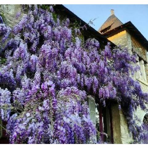 Les Glycines Holiday Cottage