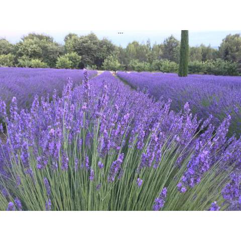 Lovely appartement with views in secret Provence